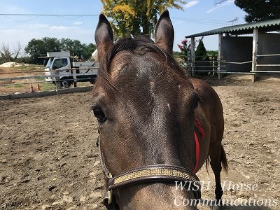 子馬の育成