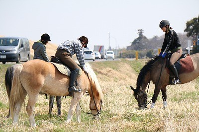 警視庁騎馬隊