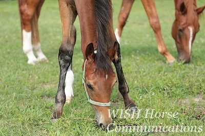 馬を大切にする乗馬