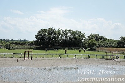 馬の放牧風景