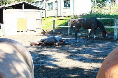 本来の馬の姿