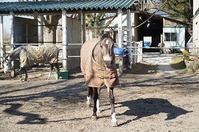 馬に認められる