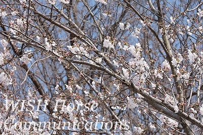 桜の蕾