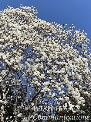 木蓮