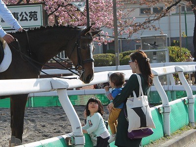 お馬さんとふれあい体験