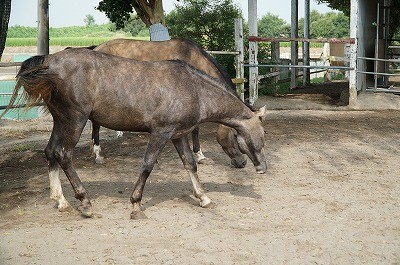 なつっこい子馬