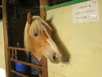 愛されている馬達