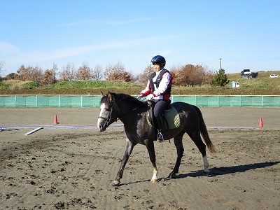 新馬調教アシスタント