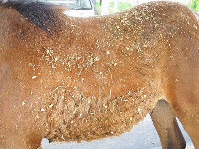 新馬調教　まっさらな新馬