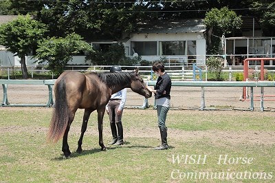 子馬たちと遊ぶ