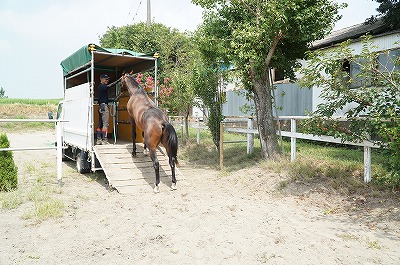 馬の育成調教預託受付中