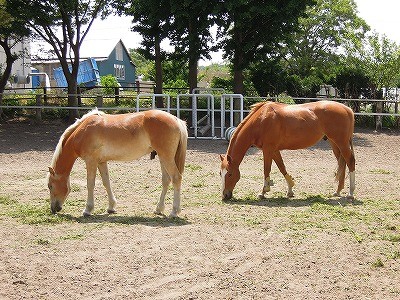 乗馬は全身を使う手話