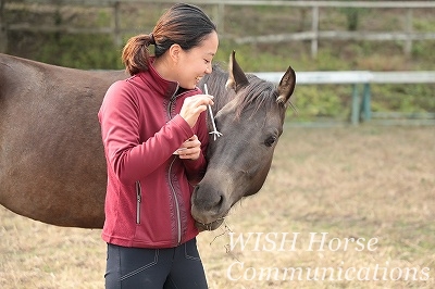 乗馬