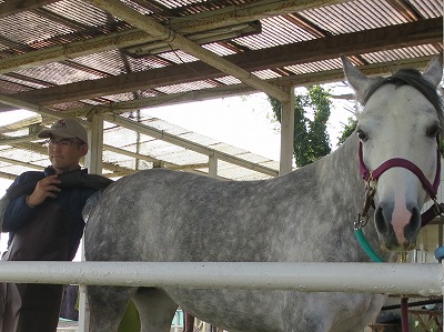 馬の発情チェック