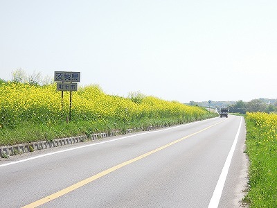 利根川土手の菜の花