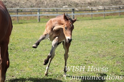 風になる乗馬