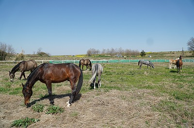 馬の気持ちもほぐれる身体もほぐれる