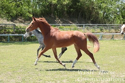 話せる乗馬