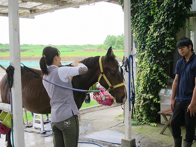 馬に安心を与える