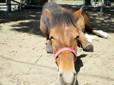 新馬調教　馬に安心をあたえる