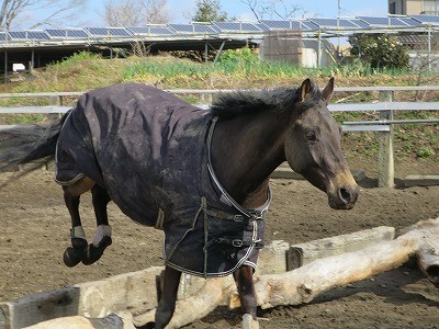 のびのび遊ぶ馬