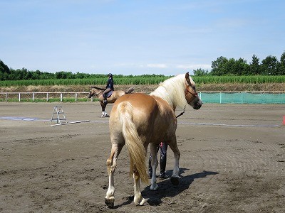 乗馬グランドワークの練習