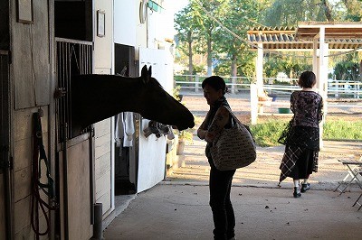 生き生きした馬と、人への好奇心