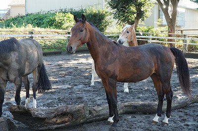 乗馬は馬育てです