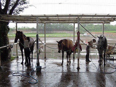 夏の乗馬