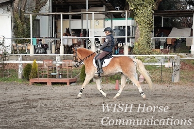 馬をパートナーにする乗馬