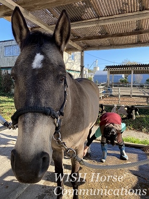 乗馬ビジター