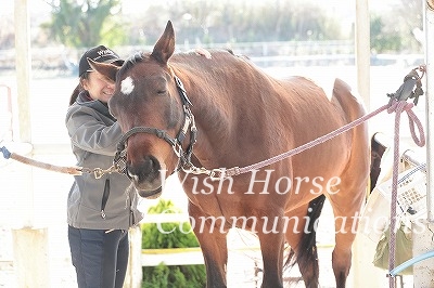 喜ぶ馬