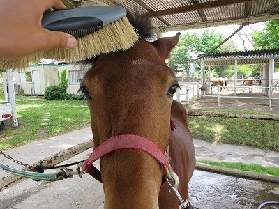 新馬調教は愛情