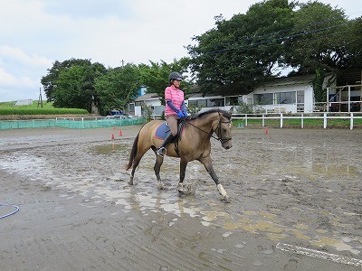 成長した馬の良い駈歩