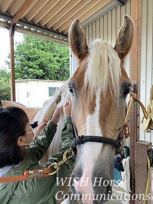 馬を愛するとは