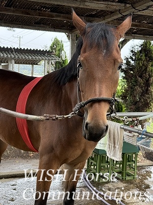 馬に優しい調教