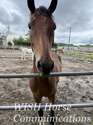 かっこいい馬