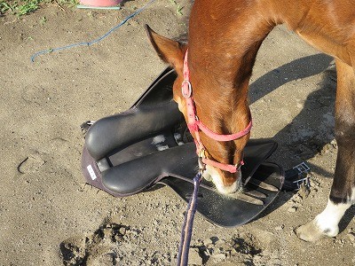 新馬調教　馬に確認してもらう