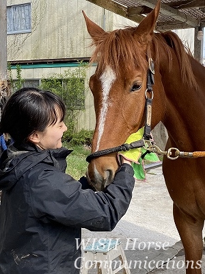 馬とのふれあい