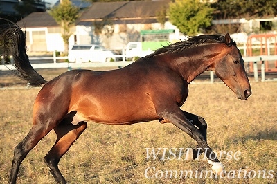 馬が喜ぶ乗馬