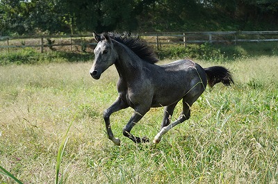 馬を馬らしく生活させる