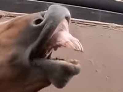 馬の歯