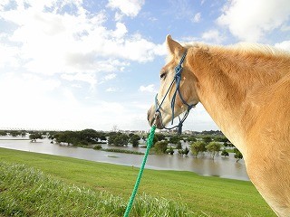 ウィッシュは利根川近くの乗馬クラブです