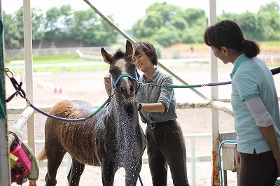 良く調教されている乗馬