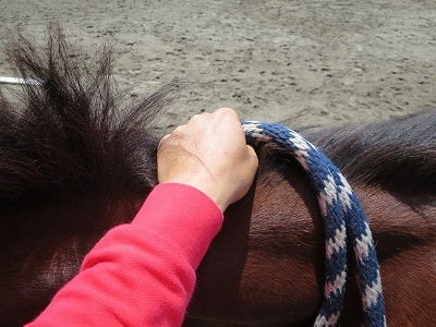 新馬調教　手綱の持ち方