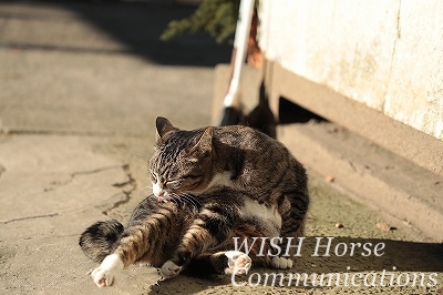乗馬クラブの可愛い猫