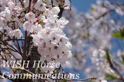 桜　乗馬