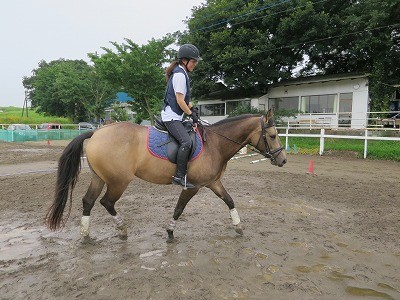 乗馬イメージトレーニング