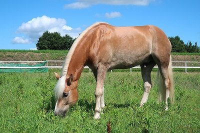 健康な馬の姿