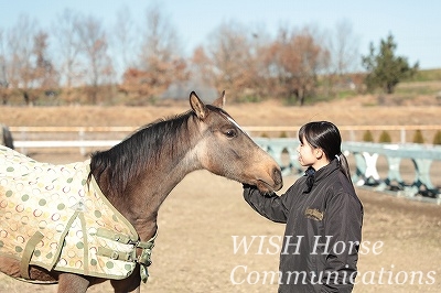 乗馬の小さな理想郷